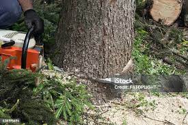 Best Palm Tree Trimming  in Langdon, ND