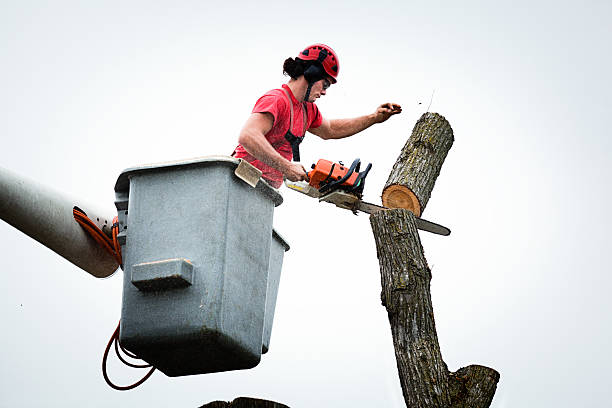  Langdon, ND Tree Services Pros