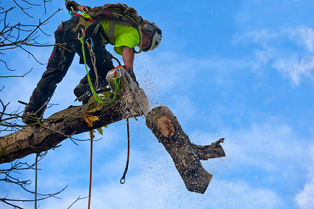 Best Fruit Tree Pruning  in Langdon, ND